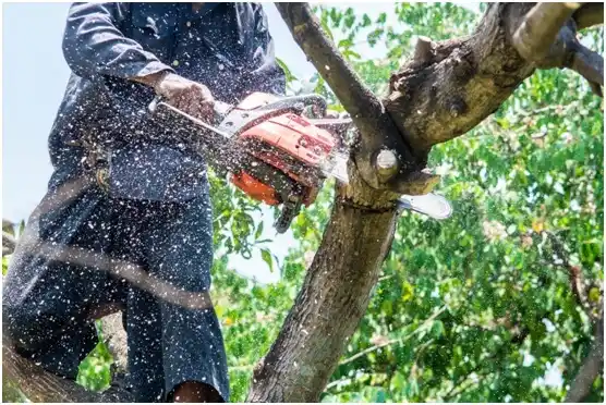 tree services Stonybrook